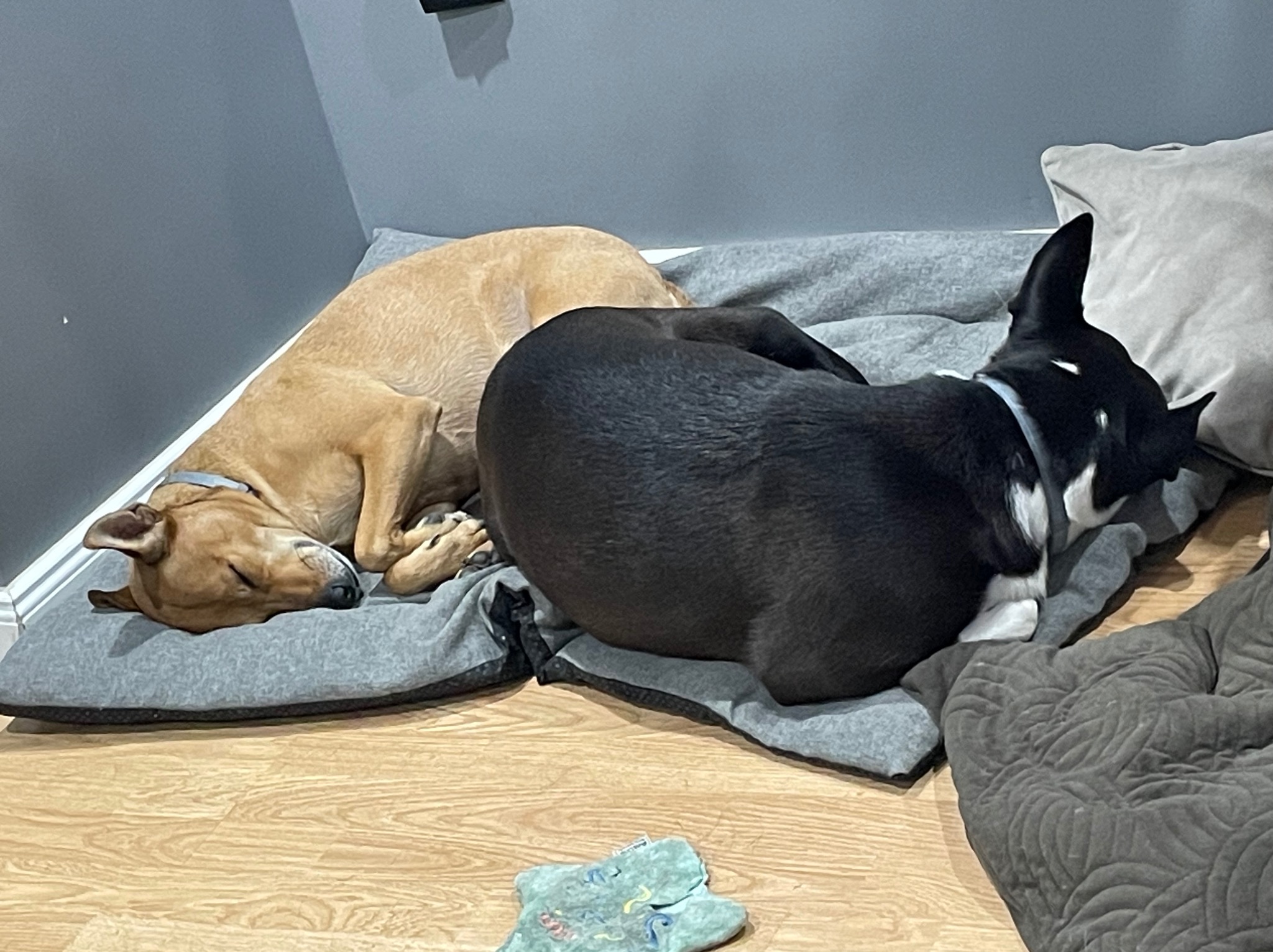 Dwa psy śpiące na szarych legowiskach na podłodze z paneli, jeden pies jest brązowy, drugi czarno-biały, w tle szara ściana.