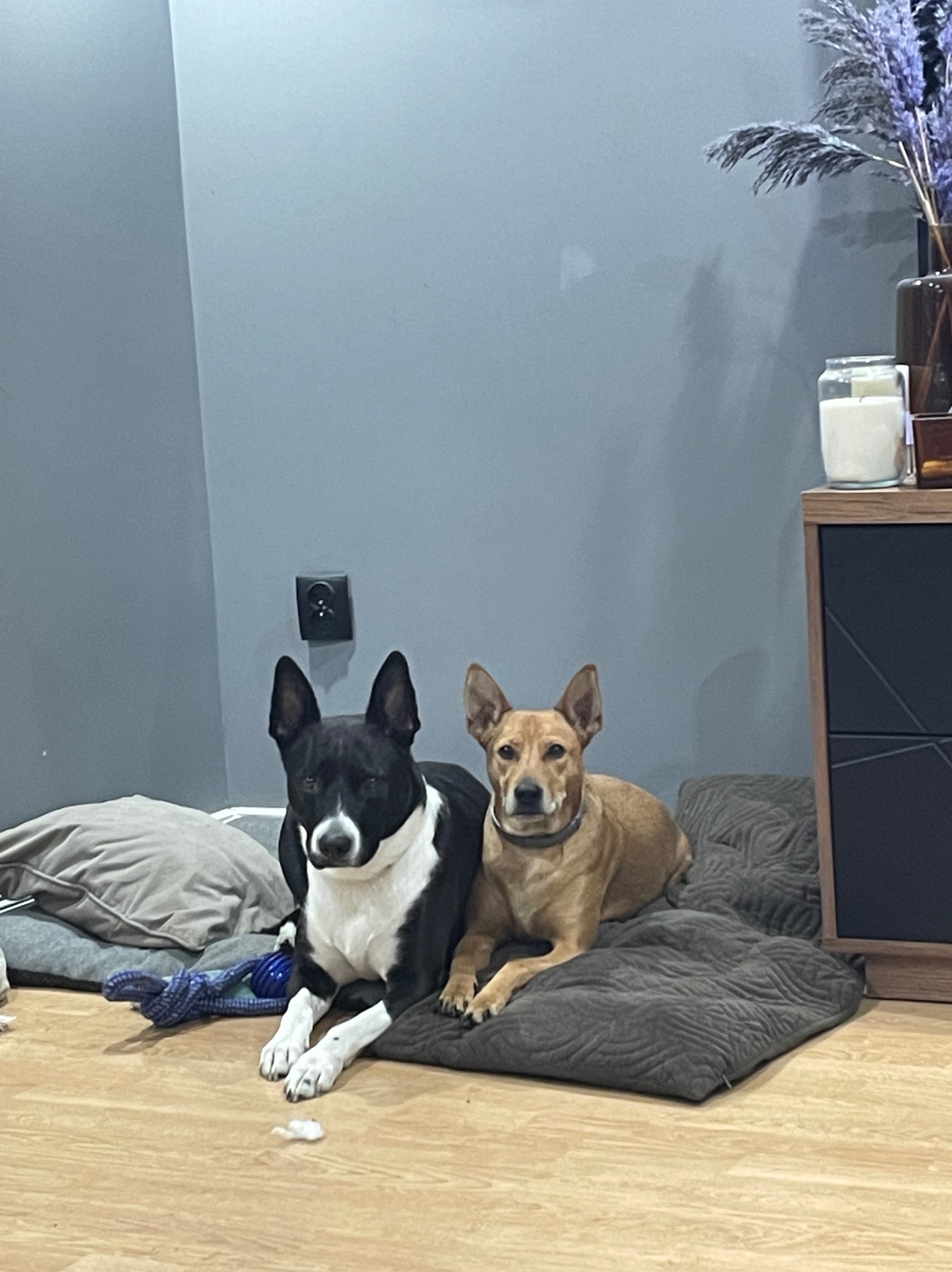 Dwa psy leżą na poduszkach w pokoju z szarą ścianą i drewnianą podłogą, obok szafki z dekoracjami.