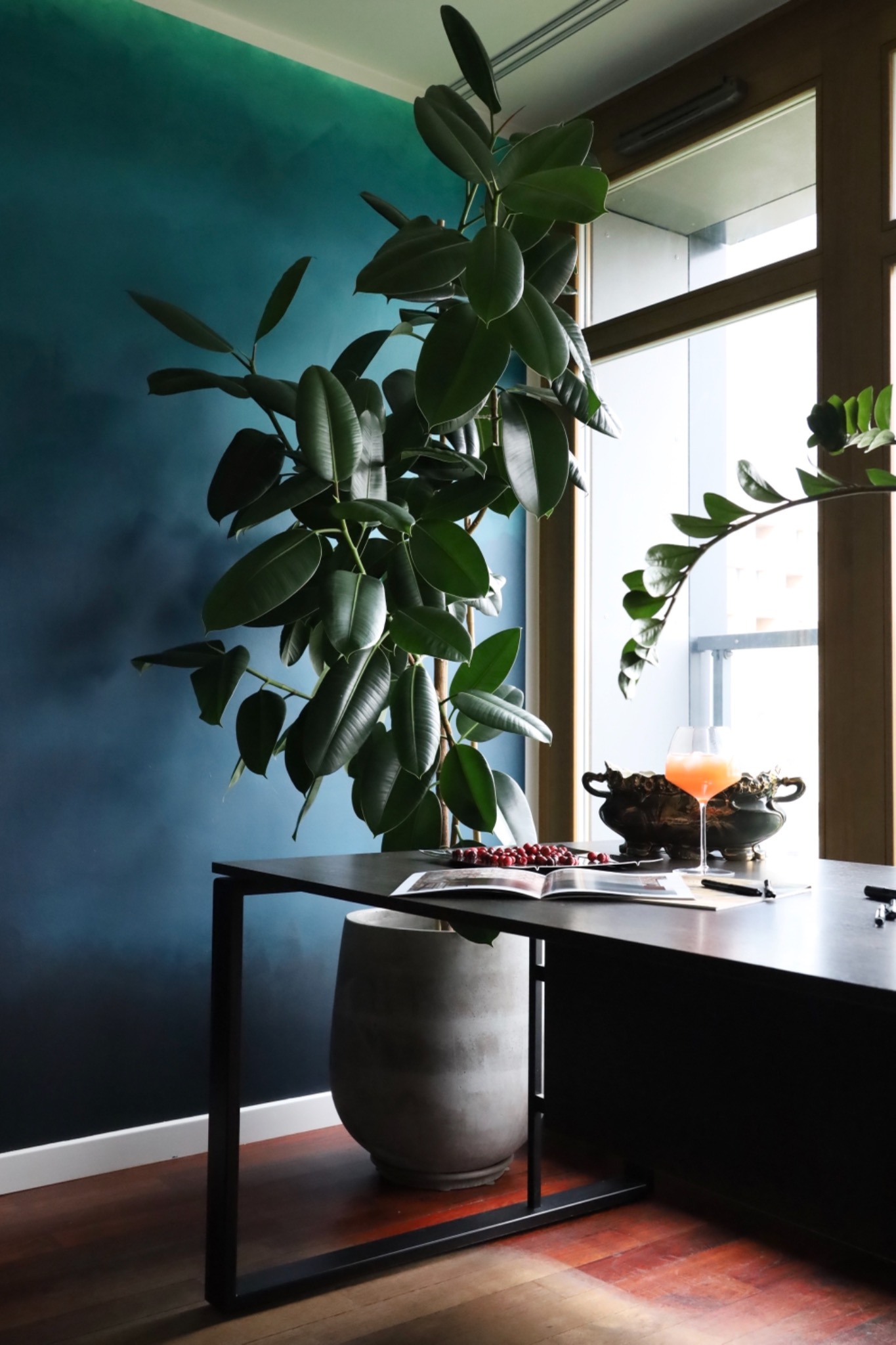Stylowe wnętrze w Warszawie: duży fikus w szarej donicy na tle ściany w odcieniach błękitu i zieleni, z widocznym fragmentem okna i blatu z dekoracjami.
