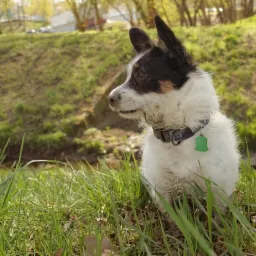 Moja 5-letnia suczka w typie jrt