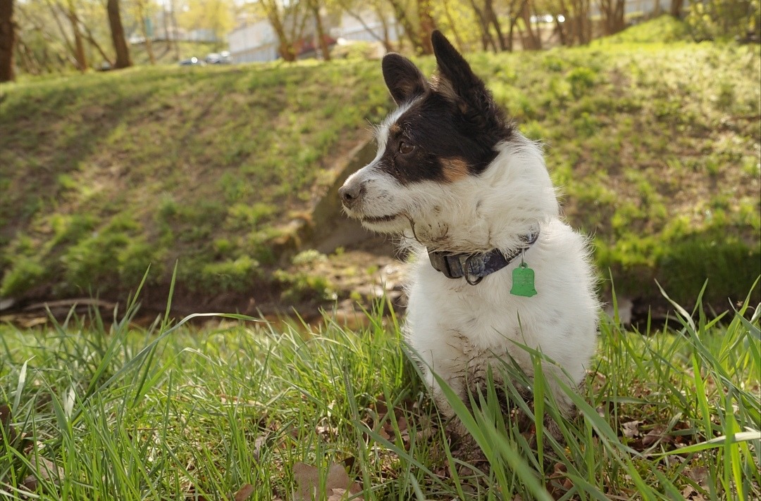 Moja 5-letnia suczka w typie jrt