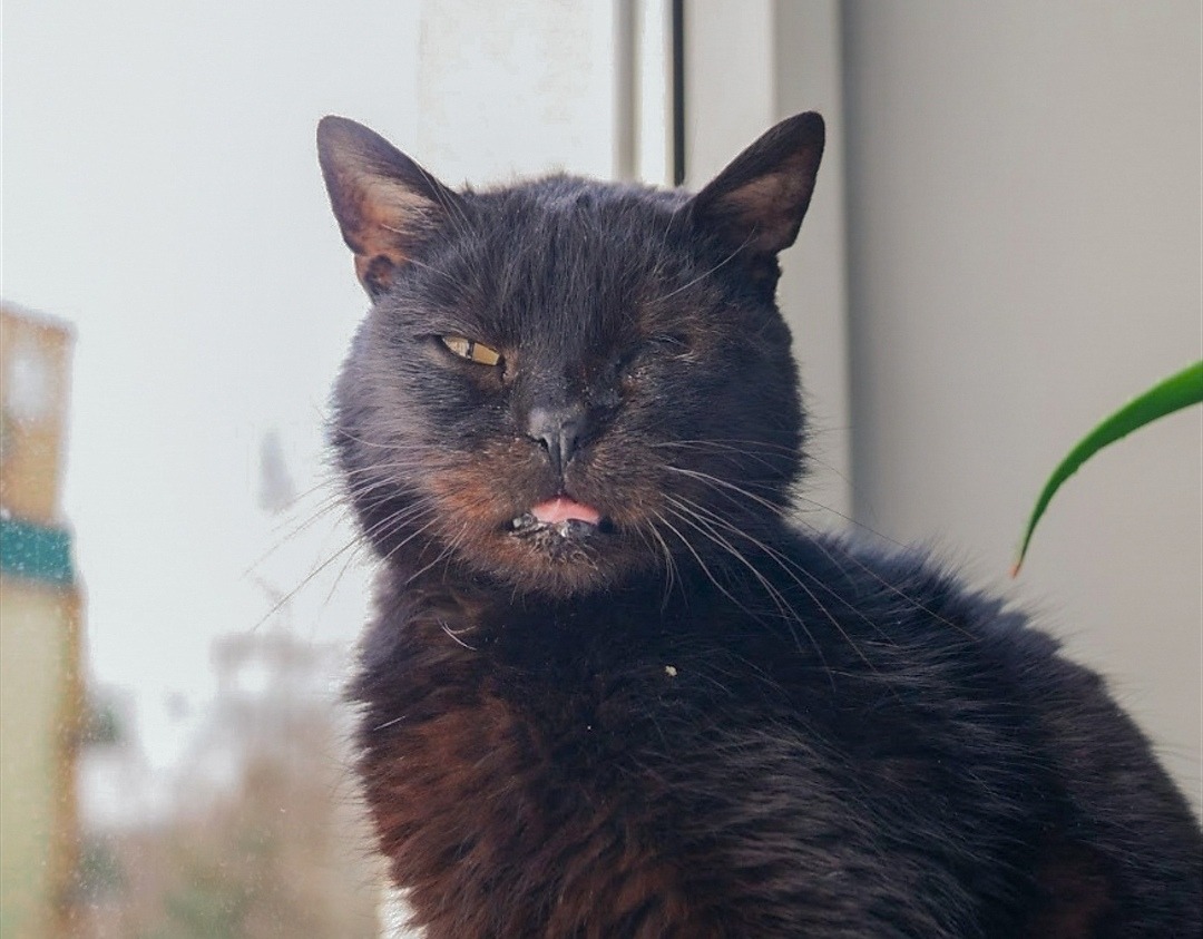 Mój były tymczas- 13-letnia bardzo schorowana kotka.