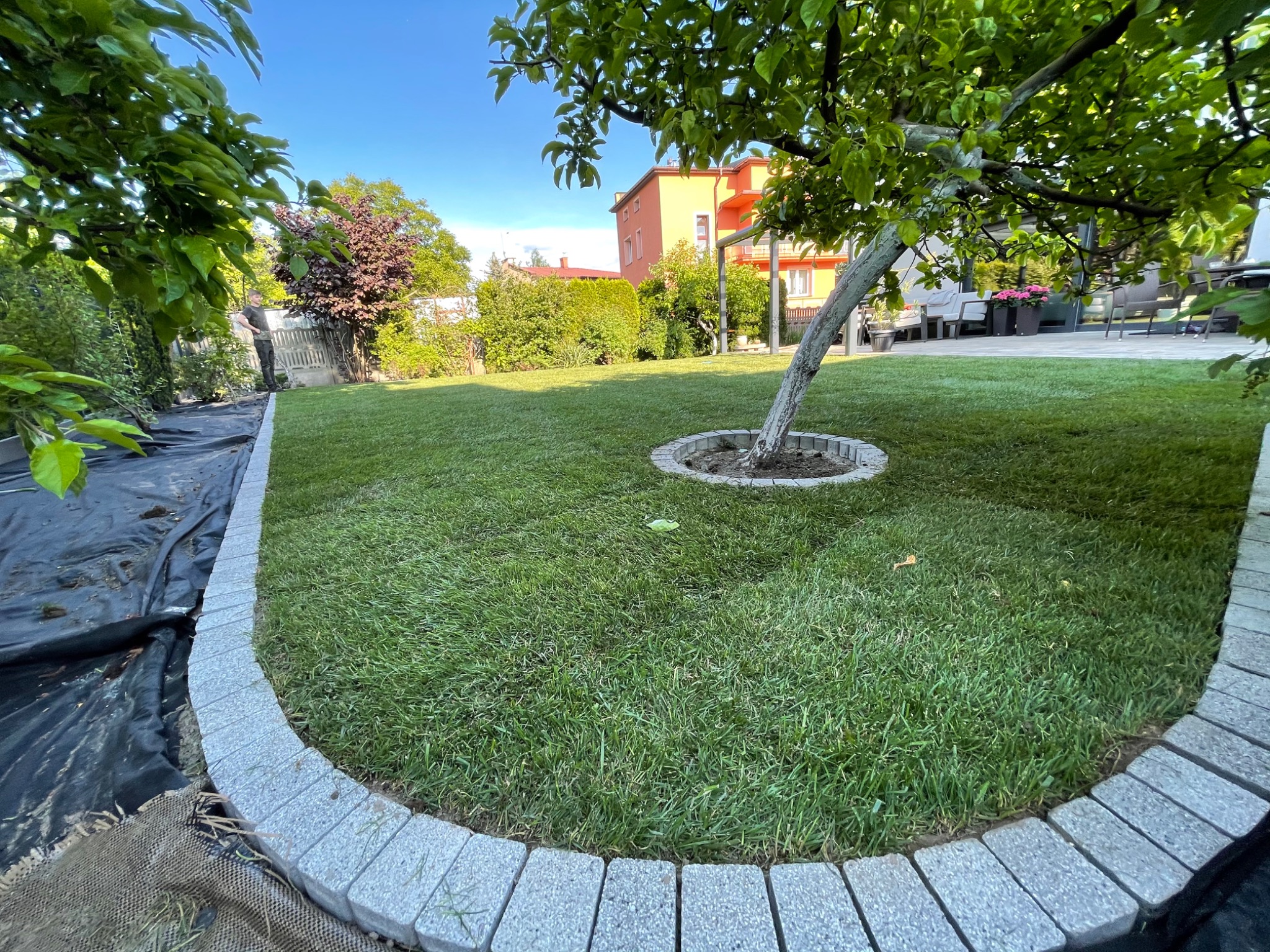 Świeżo założony trawnik z obrzeżem z kostki granitowej, widoczne przygotowane podłoże z agrowłókniną, drzewo z okrągłą opaską z kostki, w tle budynek mieszkalny.