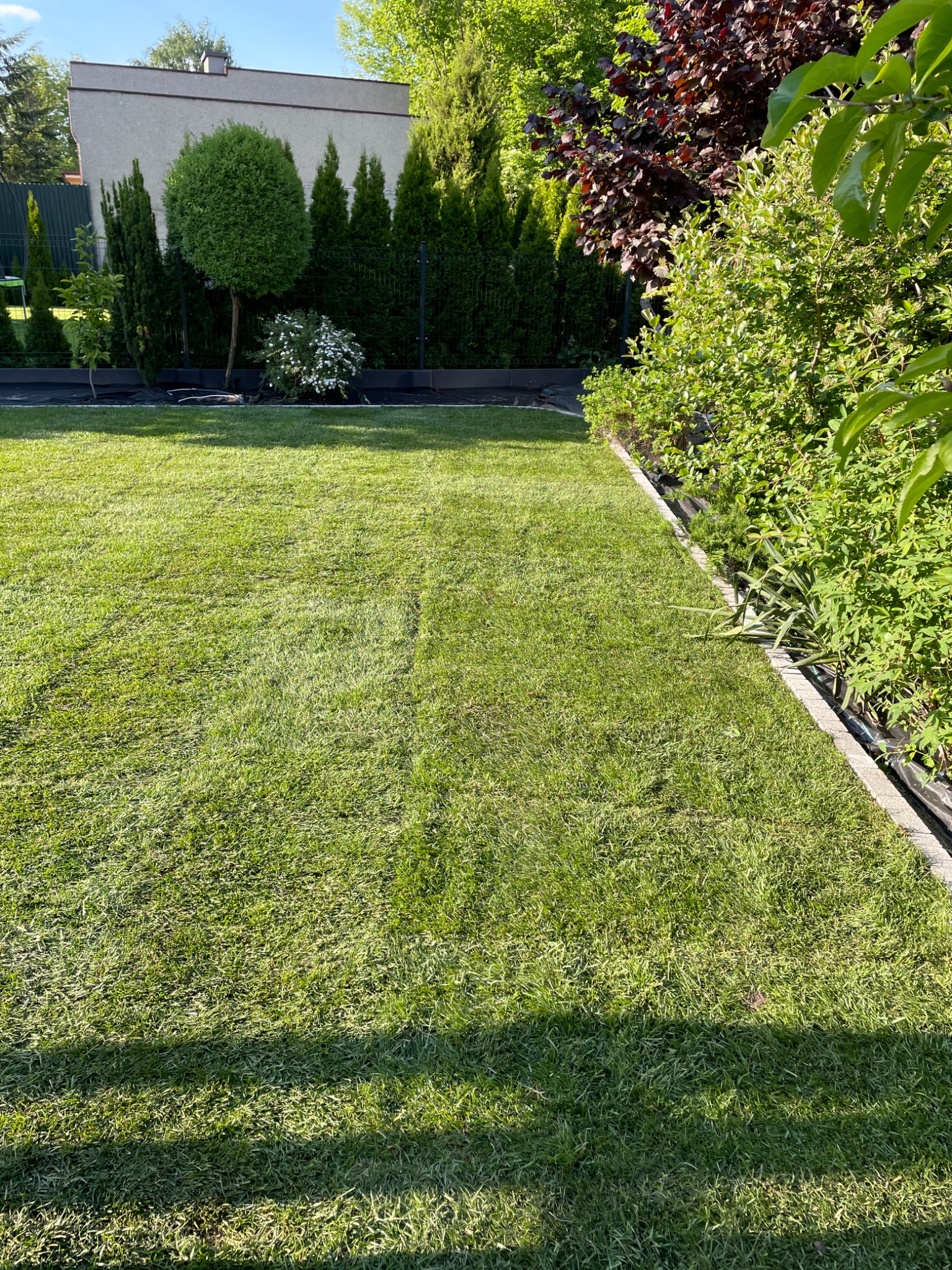 Świeżo skoszony trawnik z widocznymi pasami, otoczony zadbaną roślinnością i obrzeżami, w tle budynek z ozdobnymi drzewami.