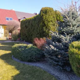 Uporządkowany ogród przydomowy z równo przystrzyżonym żywopłotem, ozdobnymi krzewami i drzewami iglastymi na tle domu z czerwoną dachówką.