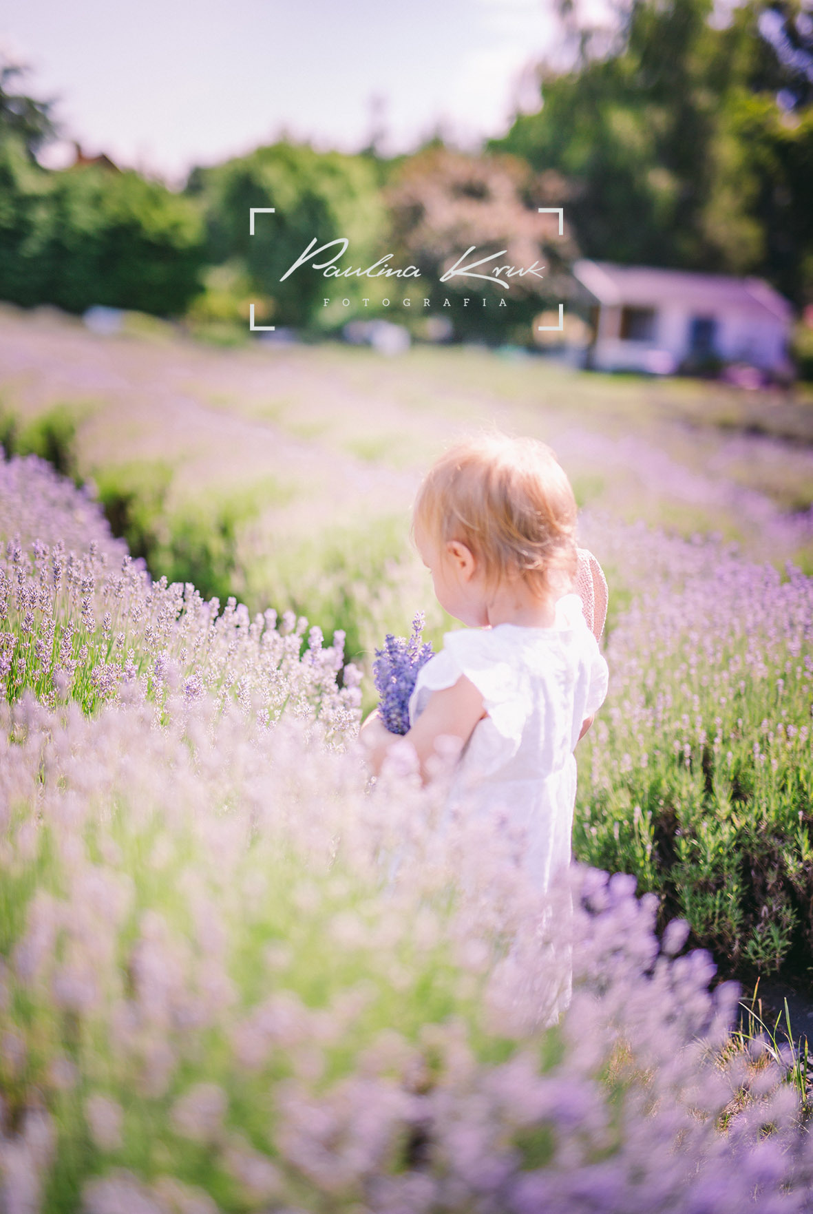 Dziewczynka w białej sukience zbiera lawendę na polu, w tle widoczny dom i logo fotografa.