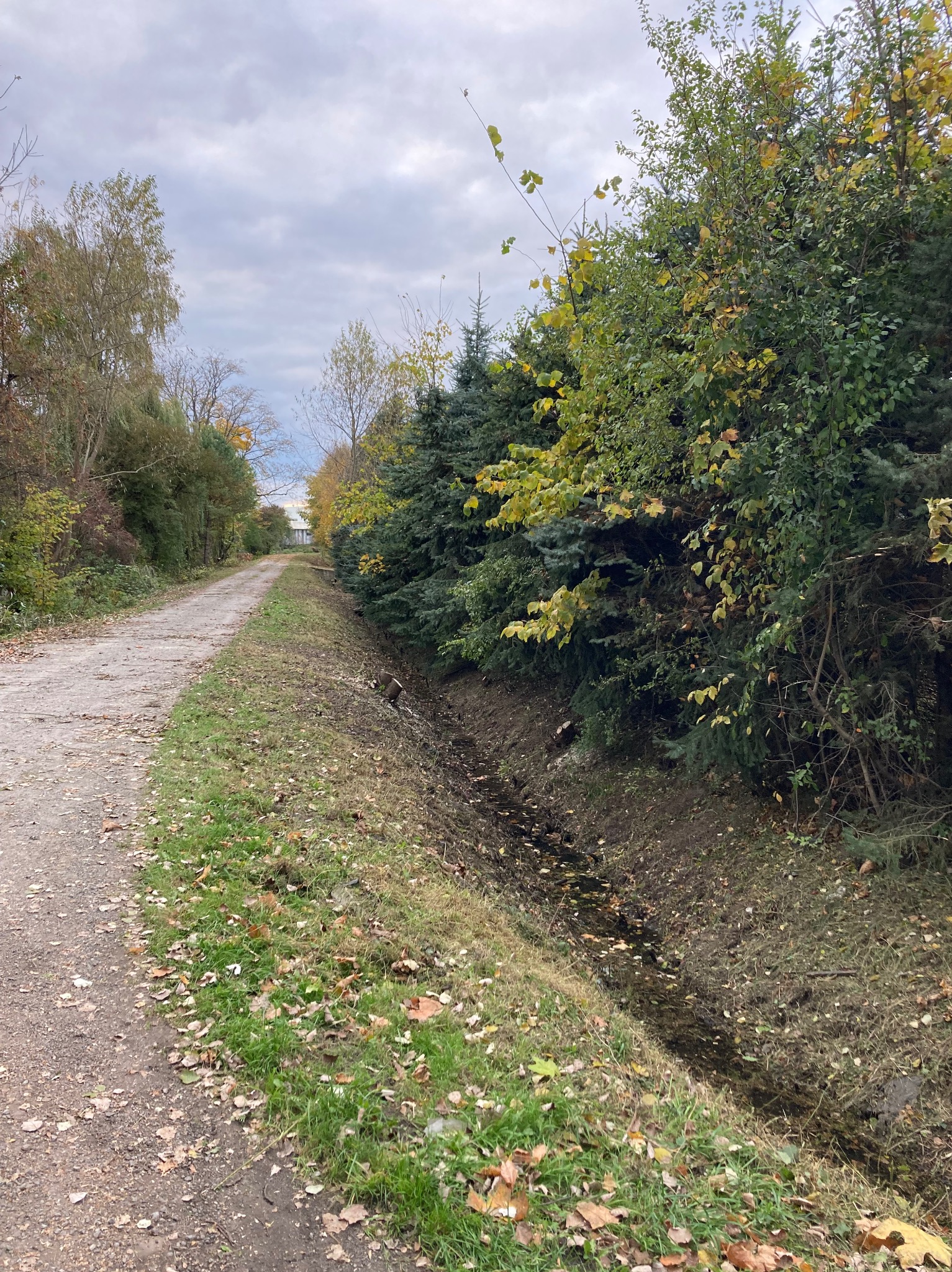 Jesienny krajobraz z polną drogą, rowem melioracyjnym i drzewami o zróżnicowanej kolorystyce liści pod pochmurnym niebem. Perspektywa w głąb kadru.