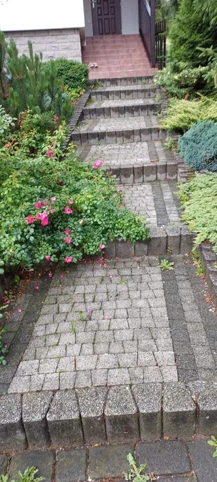 Schody z kostki brukowej prowadzące do wejścia domu, z widocznymi chwastami i różami, wymagające czyszczenia.