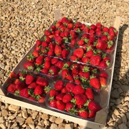 Zator, woj. małopolskie. 