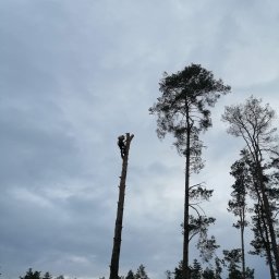 ALPINISTYCZNA wycinka drzew - Solidna Trawa z Rolki Myszków