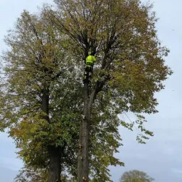Arborysta w jaskrawej kamizelce bezpieczeństwa, zabezpieczony linami, przycina wysokie drzewo liściaste, widoczne świeże ślady cięcia gałęzi na pniu, pochmurne niebo w tle.