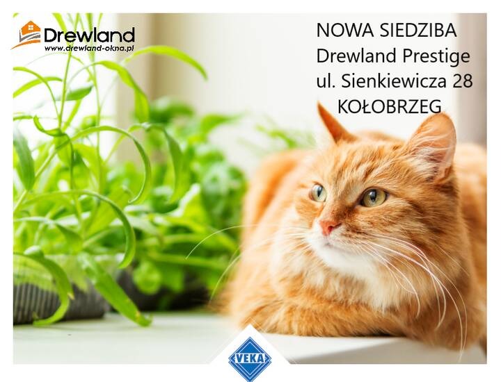 Nowa siedziba Drewland Prestige w Kołobrzegu. Na pierwszym planie rudy kot leżący na parapecie, obok doniczka z ziołami, w tle okno.