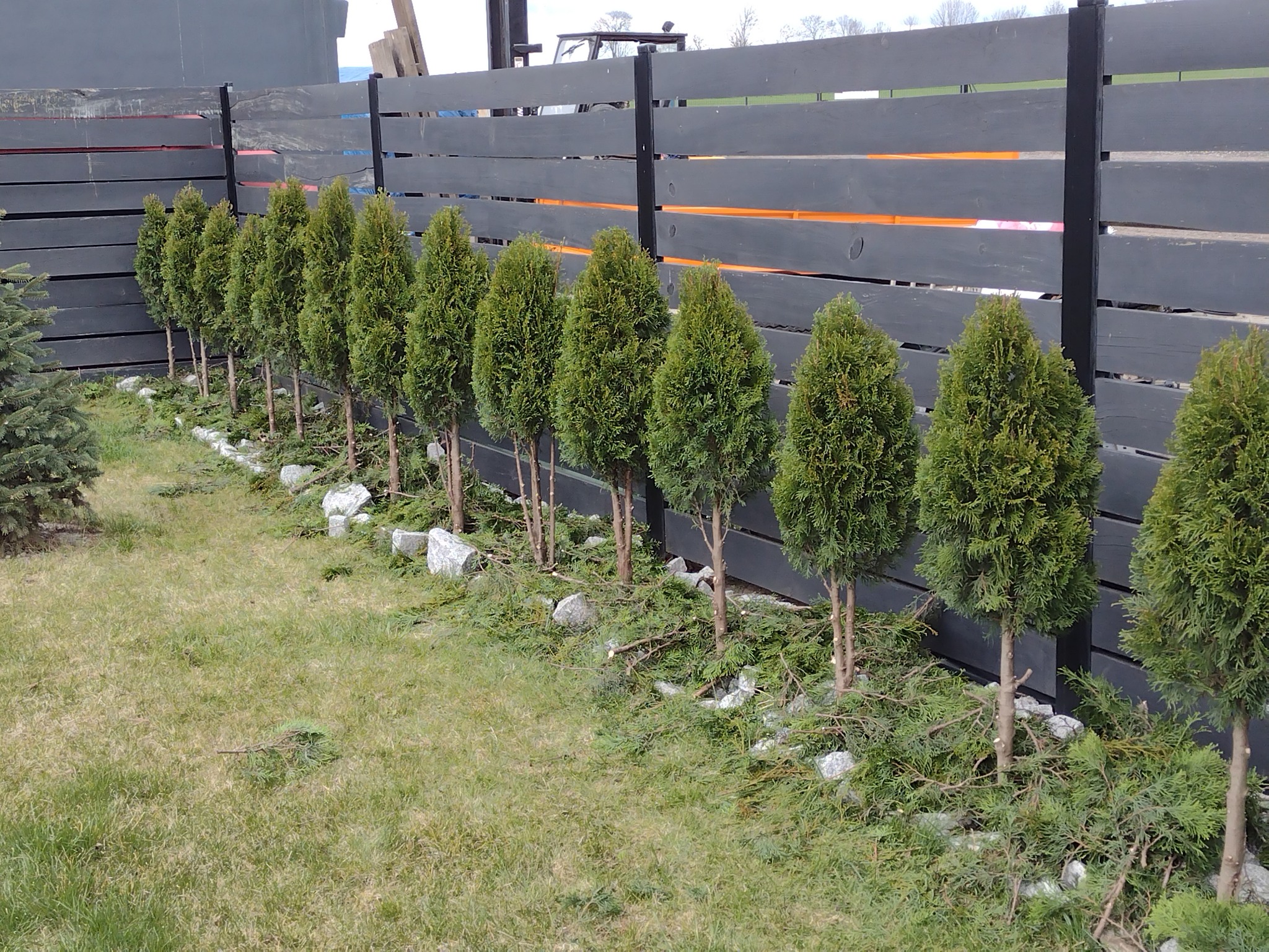 Rząd świeżo posadzonych, stożkowych tui wzdłuż ciemnoszarego, poziomego ogrodzenia z drewnianych desek, z rozrzuconymi gałązkami i kamieniami u podstawy, na trawniku.