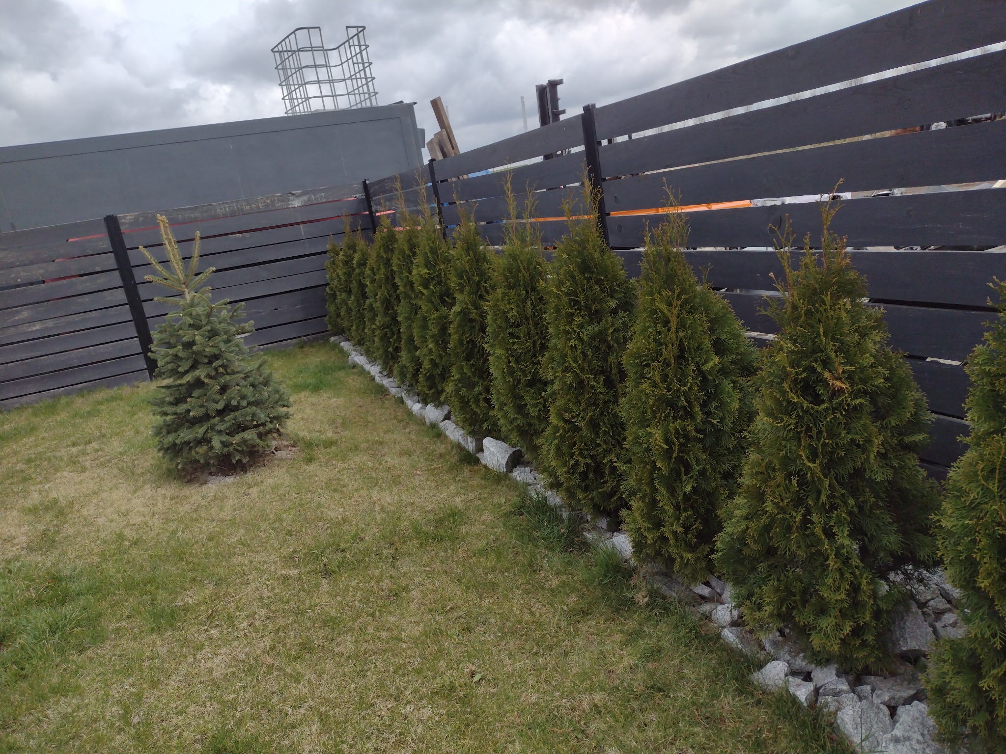 Rząd posadzonych tuj szmaragdowych wzdłuż ciemnego, drewnianego ogrodzenia, oddzielonych od trawnika białymi kamieniami; w tle konstrukcja metalowa.