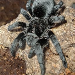 Wycinka drzew Mrągowo 1