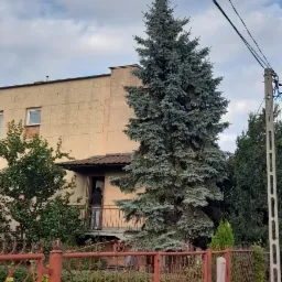 Duża, srebrzysta choinka rosnąca przed budynkiem z balkonem, widoczna przez czerwoną, metalową bramę.