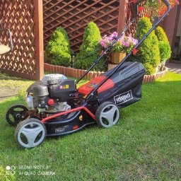 Wycinka drzew Szczecin 1