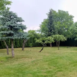 Utrzymany ogród z różnorodnymi drzewami, w tym ozdobnymi formowanymi krzewami w kształcie kul, z widocznym karmnikiem dla ptaków i trawnikiem.