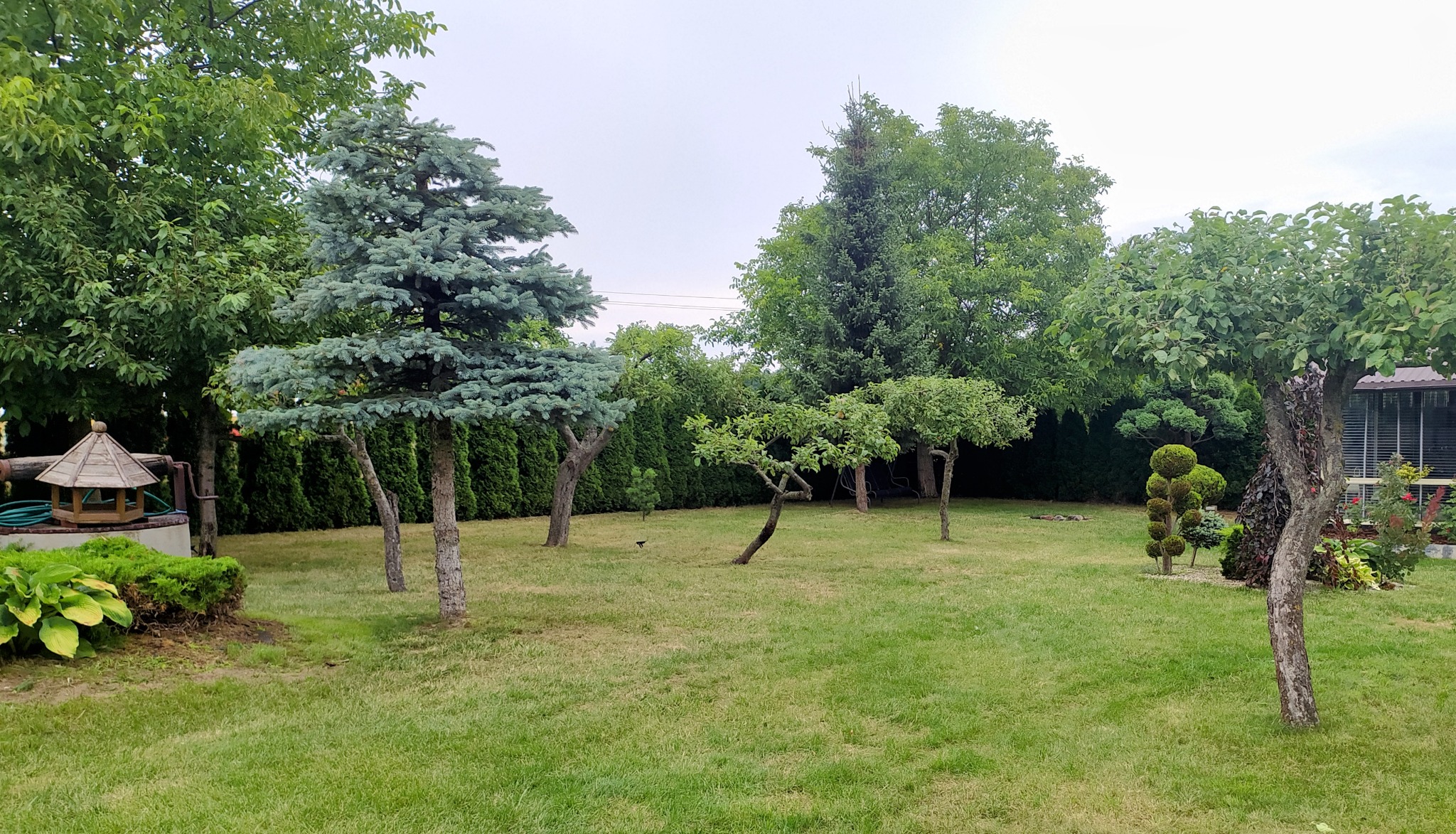 Utrzymany ogród z różnorodnymi drzewami, w tym ozdobnymi formowanymi krzewami w kształcie kul, z widocznym karmnikiem dla ptaków i trawnikiem.