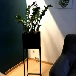 Czarny, metalowy kwietnik z rośliną Zamioculcas w nowoczesnym wnętrzu z drewnianą podłogą, zieloną ścianą i obrazami z motywem liści na białej ścianie.