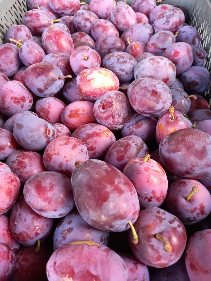 Kosz pełen dojrzałych śliwek z delikatnym nalotem woskowym, widoczne zielone szypułki, ułożone ciasno obok siebie.