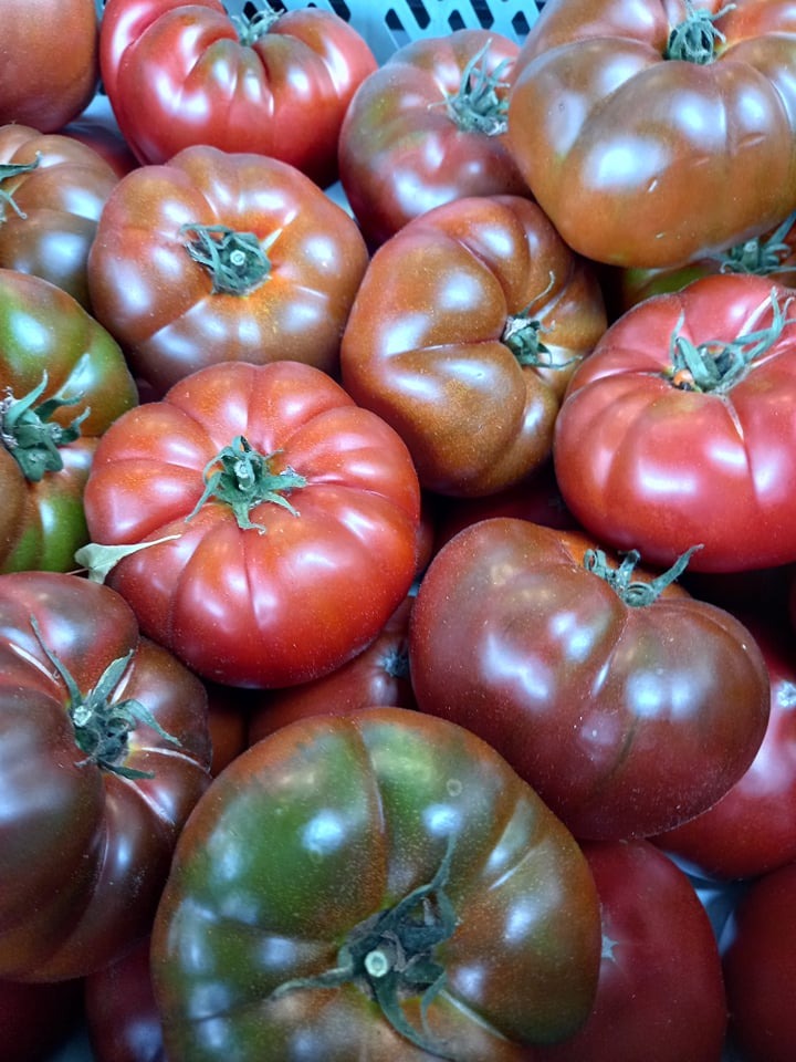 Kosz pełen dojrzałych pomidorów malinowych o nieregularnych kształtach i zróżnicowanej kolorystyce, od czerwieni po ciemną zieleń, z widocznymi szypułkami.