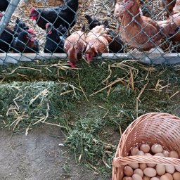 Jaja Zawidz Kościelny 2