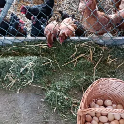 Kury w kurniku z siatki, obok koszyk wiklinowy wypełniony świeżymi produktami rolnymi.