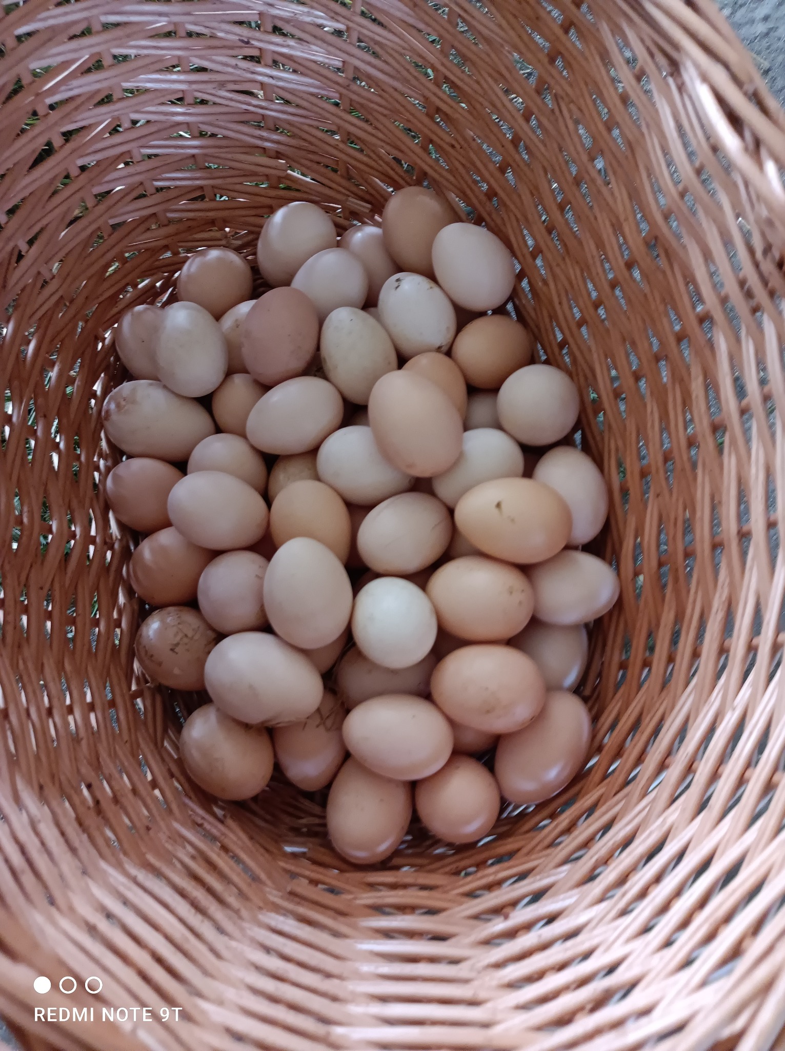 Kosz wiklinowy wypełniony świeżymi jajami o różnych odcieniach brązu i bieli, widoczne drobne zabrudzenia na skorupkach, ujęcie z góry.