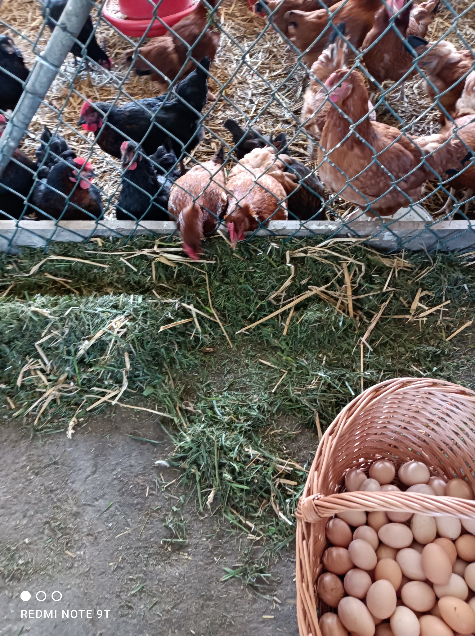 Kury w kurniku z siatki, obok koszyk wiklinowy wypełniony świeżymi produktami rolnymi.
