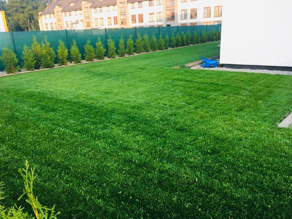Świeżo skoszony, intensywnie zielony trawnik przed nowoczesnym budynkiem, z rzędem małych drzewek iglastych wzdłuż zielonego ogrodzenia.