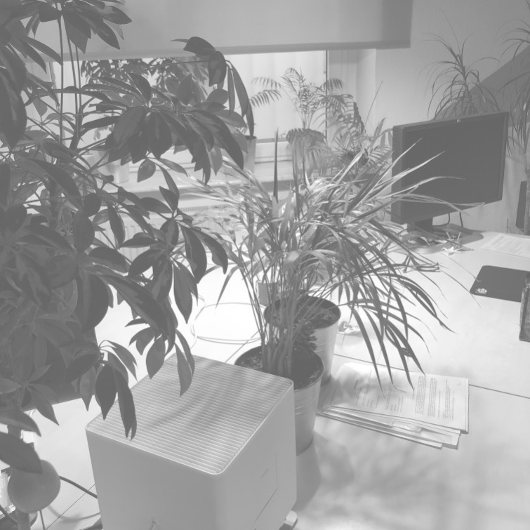 Jasne biuro z monitorami, dokumentami i dużą ilością roślin doniczkowych, w tym paproci i schefflery, tworzących przyjazne środowisko pracy.