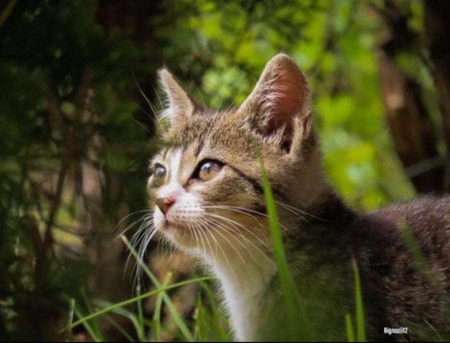 Portret młodego, pręgowanego kota z białymi znaczeniami na pyszczku, spoglądającego w lewo, na tle zielonej roślinności.