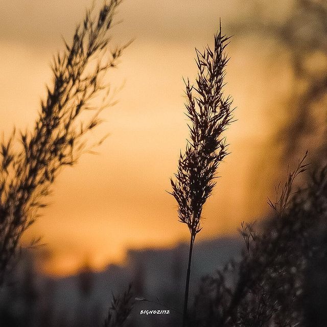 Sylwetka trawy na tle pomarańczowego nieba o zachodzie słońca, delikatne rozmycie tła.
