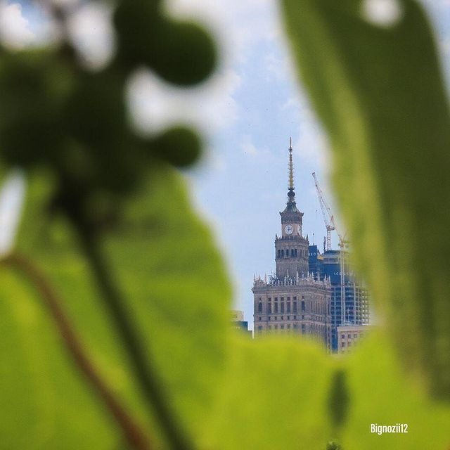 Pałac Kultury i Nauki w Warszawie widziany przez zielone liście, z żurawiami budowlanymi w tle.