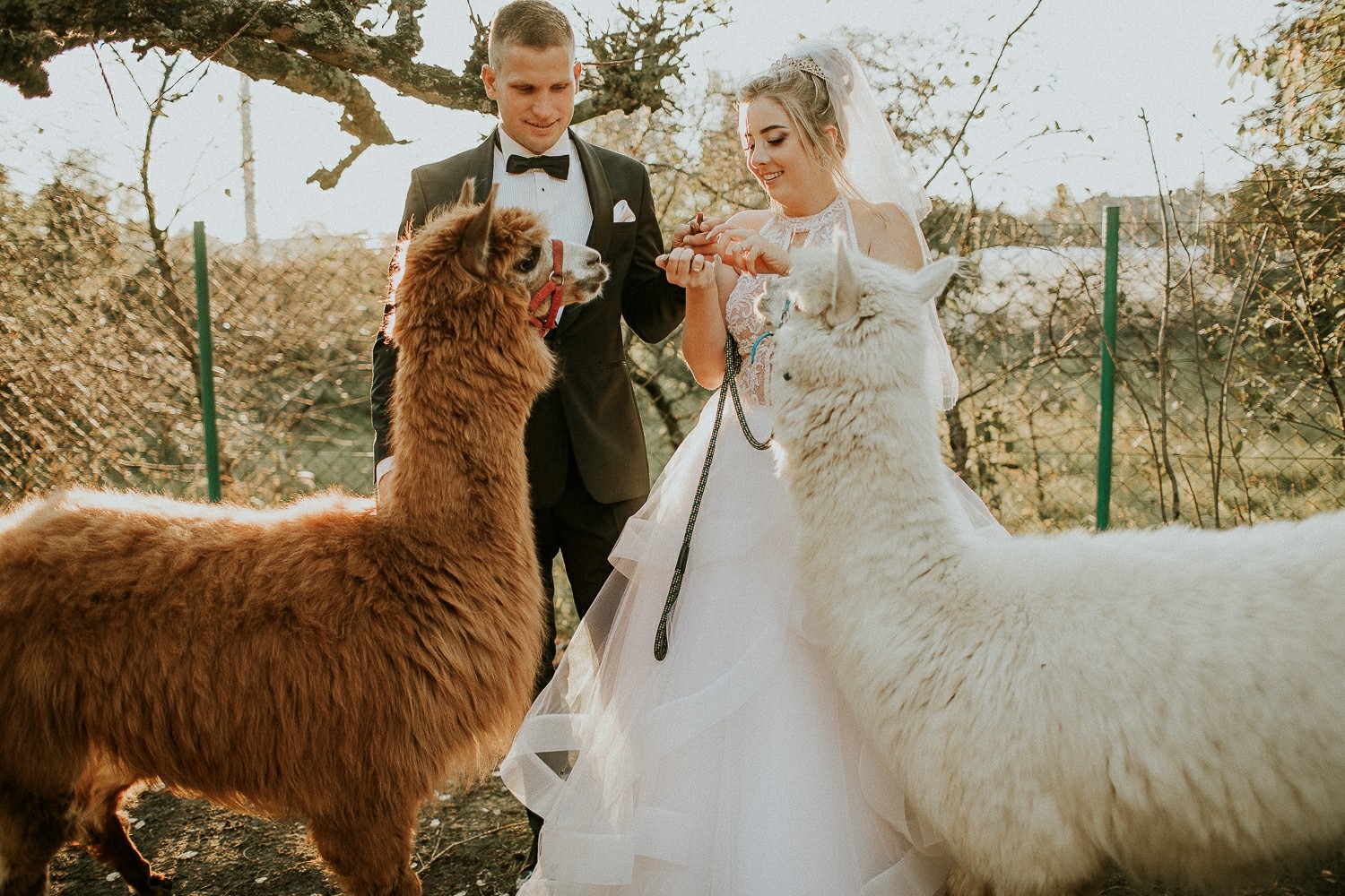 Ciekawy plener śluby? Czemu nie alpaki?