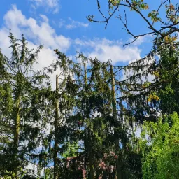 Widok na wysokie drzewa iglaste z częściowo obciętymi gałęziami, na tle błękitnego nieba z białymi chmurami.