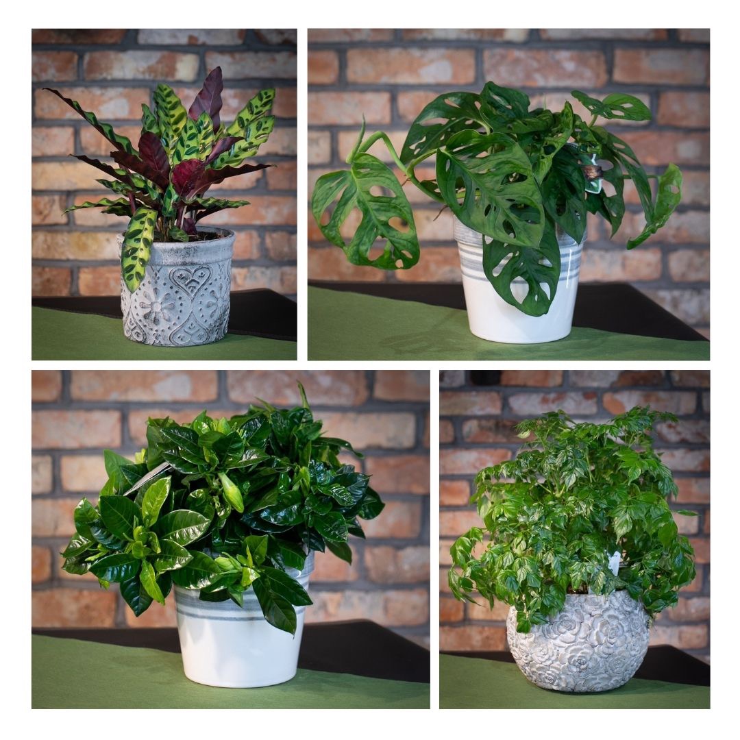 Sesja zdjęciowa dla kwiaciarni z Lubonia