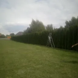 Długa, równo przycięta ściana z tui w ogrodzie, z drabinką opartą o rośliny, sugerująca trwające prace pielęgnacyjne.