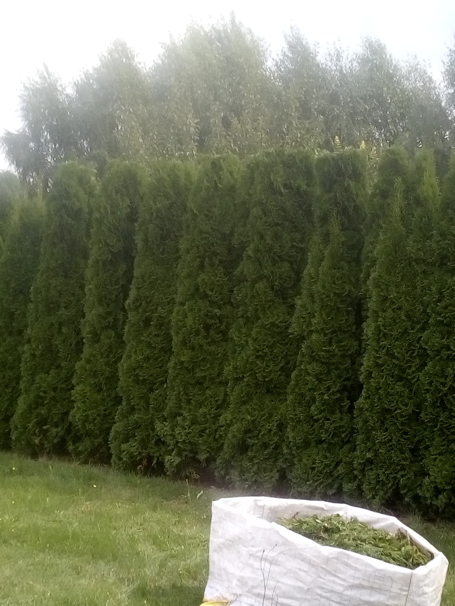 Równy szpaler tuj po przycięciu, z workiem wypełnionym obciętymi gałązkami na trawniku.