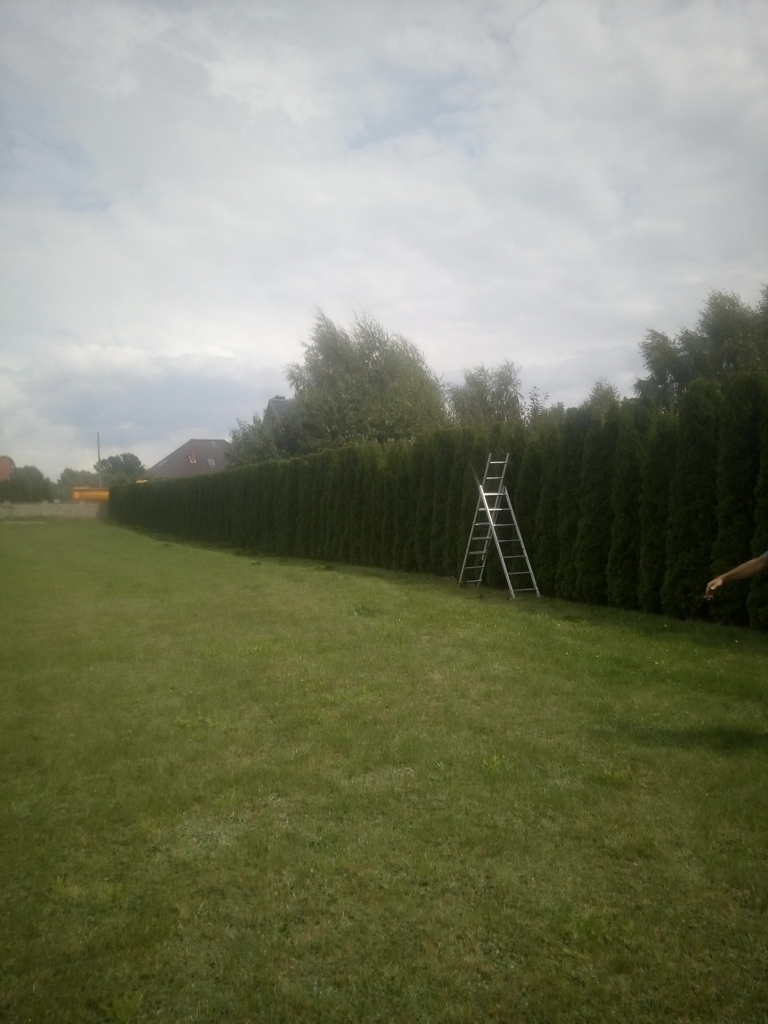 Długa, równo przycięta ściana z tui w ogrodzie, z drabinką opartą o rośliny, sugerująca trwające prace pielęgnacyjne.