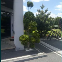 Formowana tuja przed wejściem do domu, obok nowoczesnej kostki brukowej i dwóch rowerów opartych o drzewo w tle.