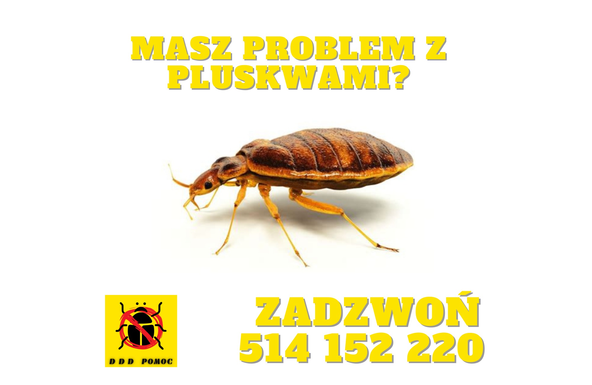 Grafika reklamowa: Powiększony wizerunek pluskwy na białym tle, z tekstem 'Masz problem z pluskwami?' na górze, logo DDD Pomoc w lewym dolnym rogu i numer telefonu 'Zadzwoń 514 152 220' w prawym...