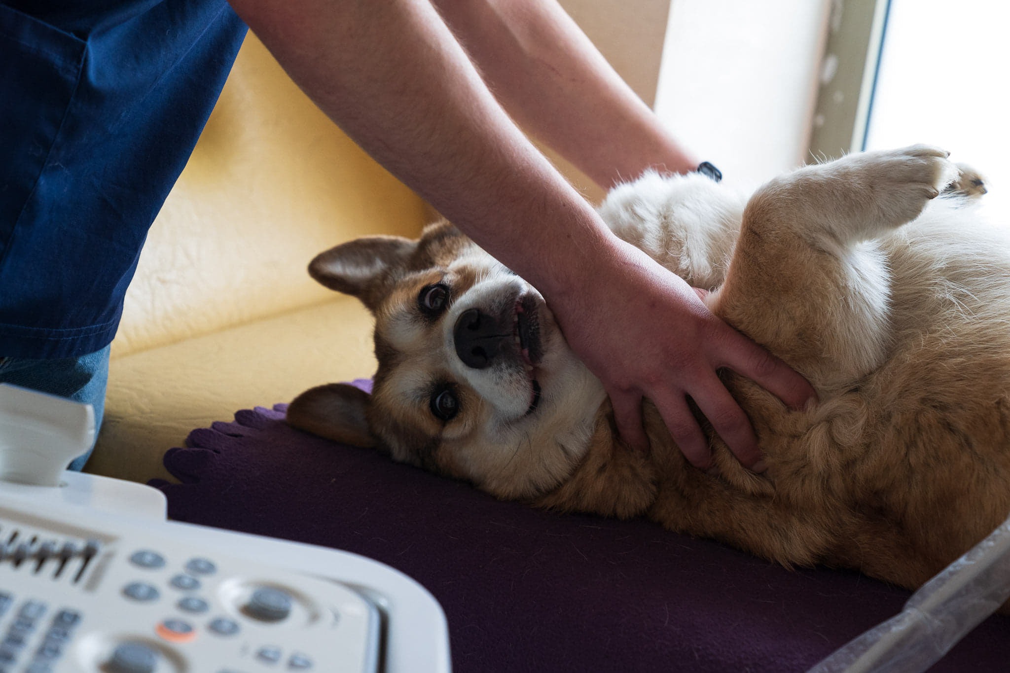 Uśmiechnięty pies rasy corgi leży na plecach na fioletowej macie podczas badania USG jamy brzusznej, wykonywanego przez osobę w niebieskim uniformie.