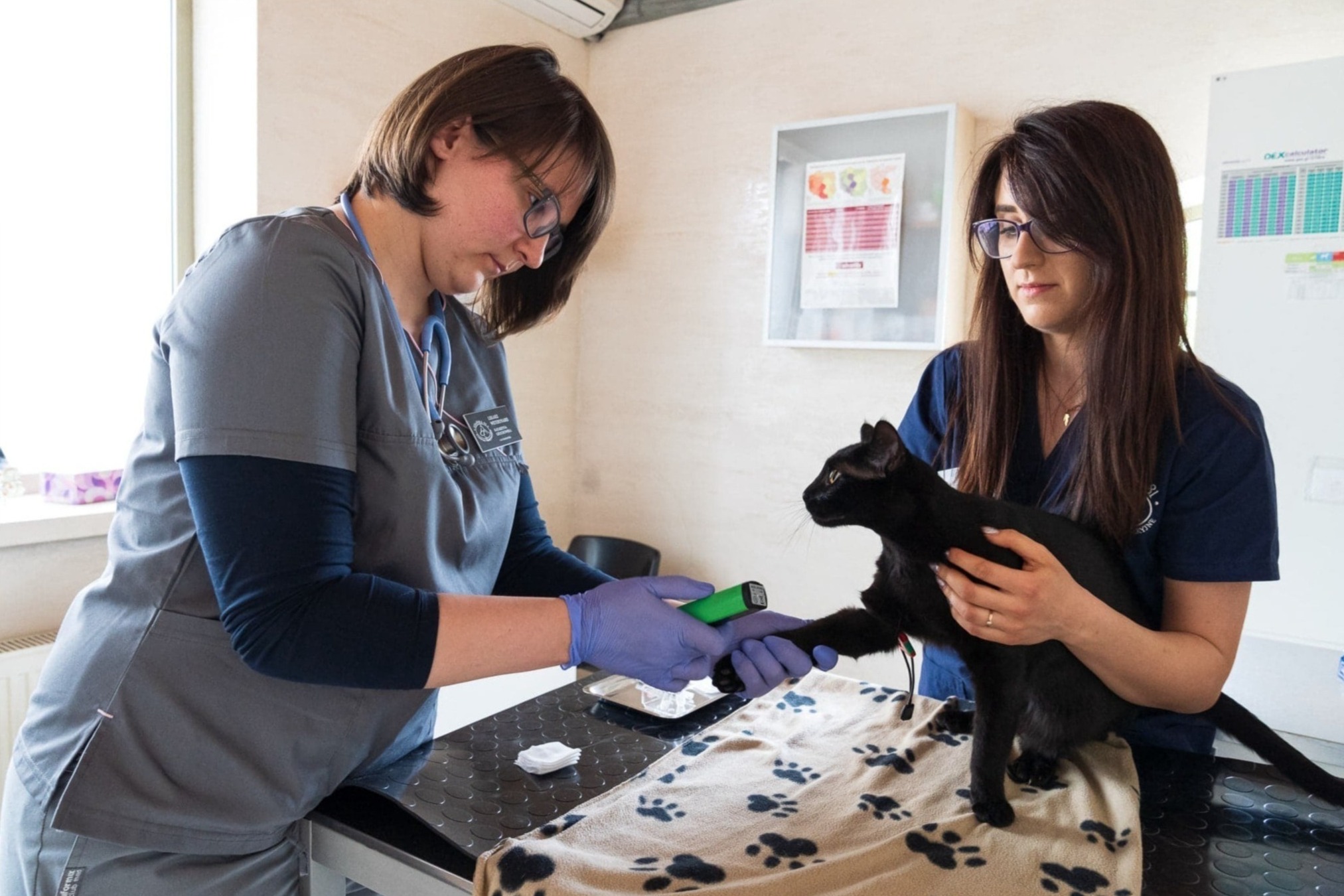 Dwaj lekarze weterynarii w trakcie badania czarnego kota na stole z ręcznikiem w łapki. Jeden lekarz w szarym uniformie skanuje łapę kota zielonym urządzeniem, drugi lekarz trzyma zwierzę.