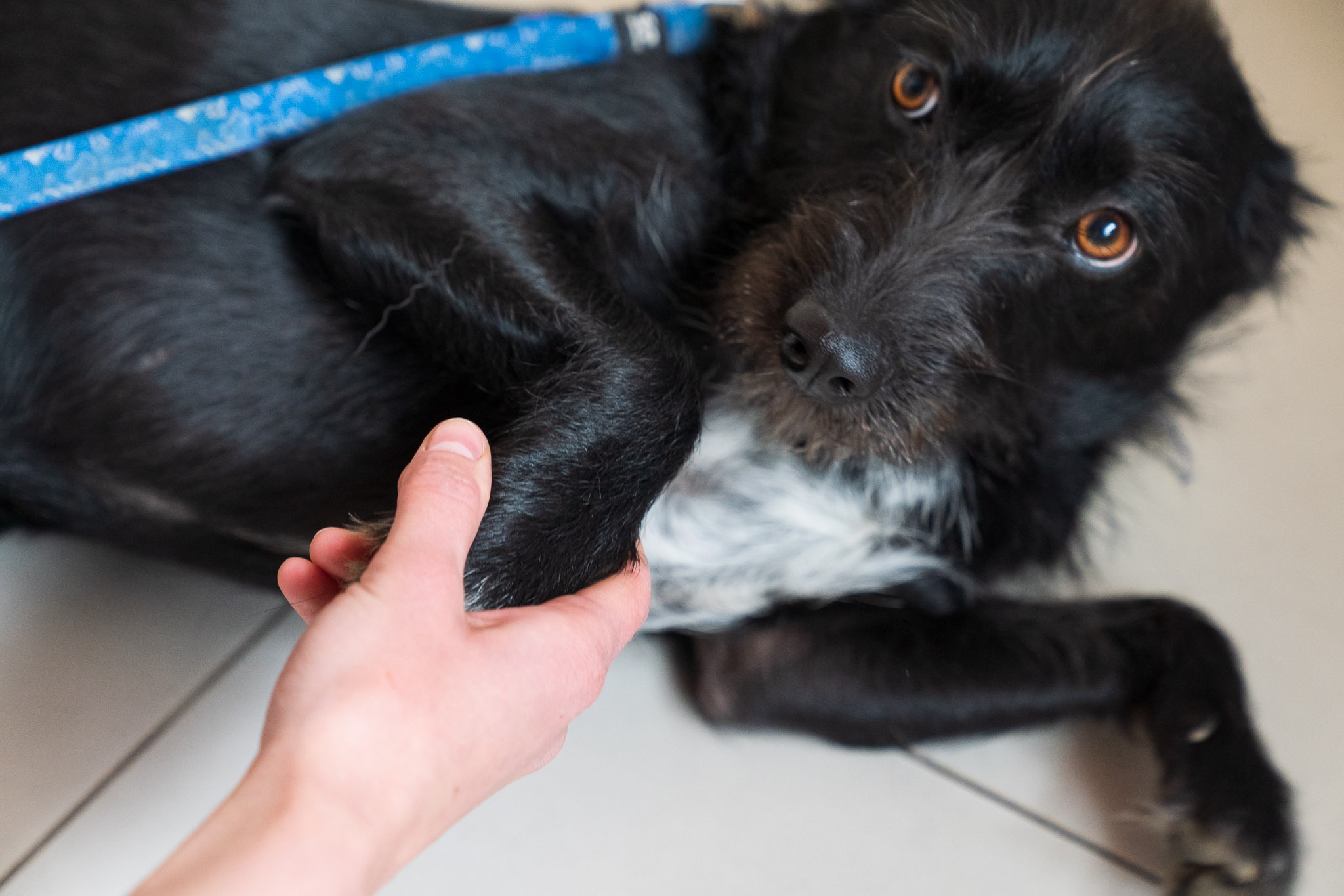 Czarny, kudłaty pies z brązowymi oczami leży na podłodze, a ludzka ręka trzyma jego łapę.