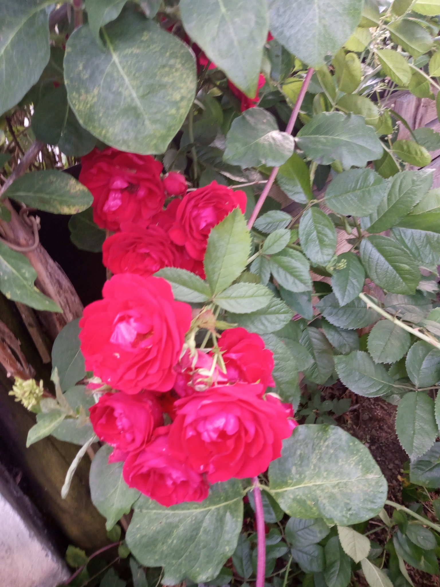 Krzew czerwonych róż pnących się przy drewnianym płocie, z widocznymi zielonymi liśćmi i młodymi pąkami.