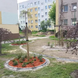 Młode drzewka ozdobne z bordowymi liśćmi posadzone w okrągłych rabatach wyłożonych korą, otoczonych szarą kostką brukową na trawniku przed blokiem mieszkalnym.