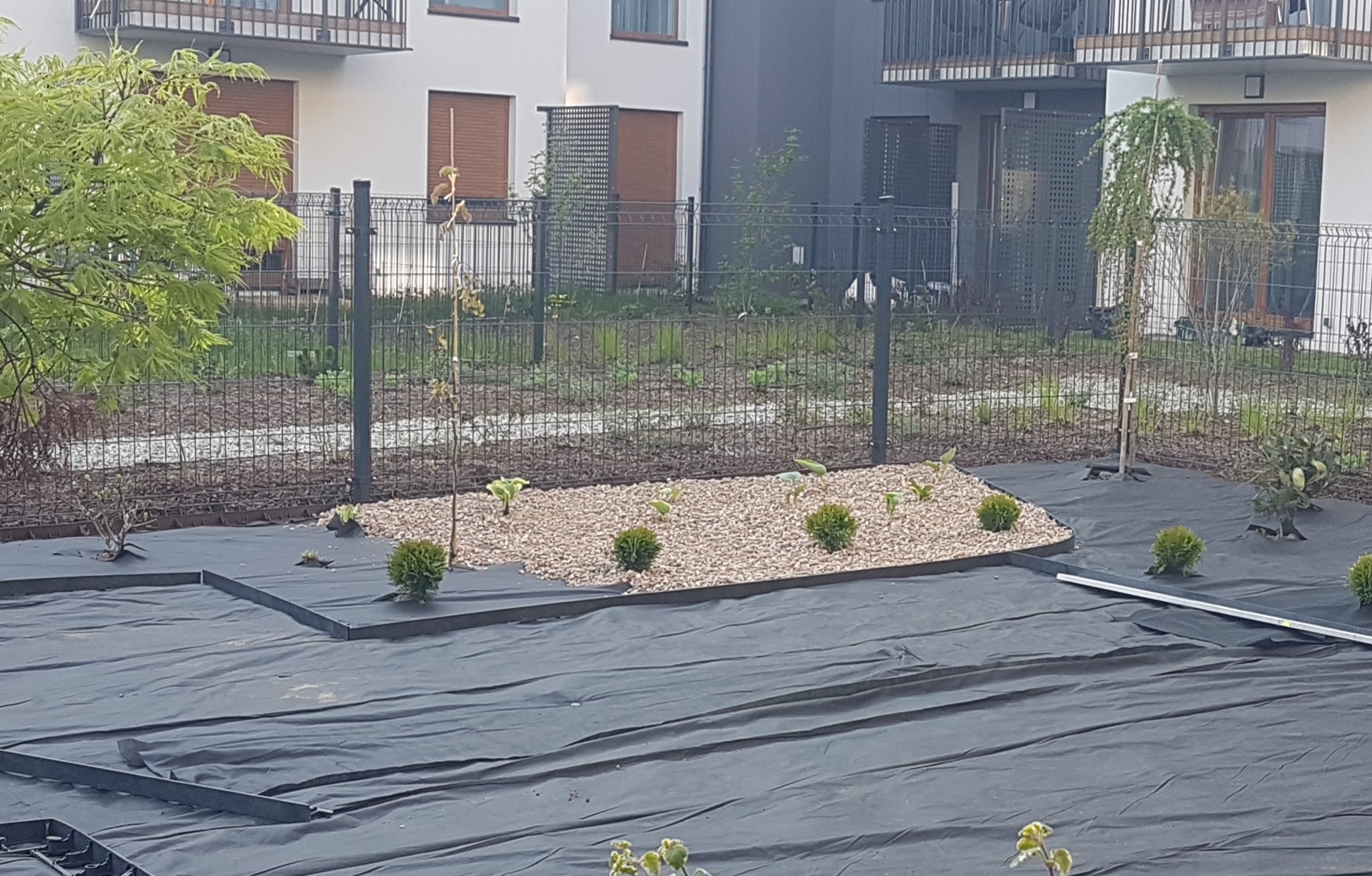 Etap przygotowania terenu pod ogród: rozłożona czarna agrowłóknina, obrzeża rabat, nasypana warstwa jasnego żwiru i posadzone małe tuje na tle nowoczesnego budynku wielorodzinnego z balkonami.