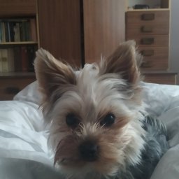 Sprzątanie mieszkań Pruszcz Gdański 2